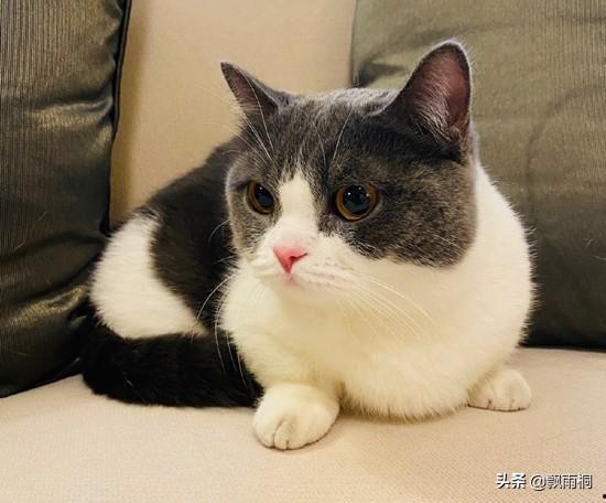 猫姑娘,探寻神秘猫咪的奇幻之旅